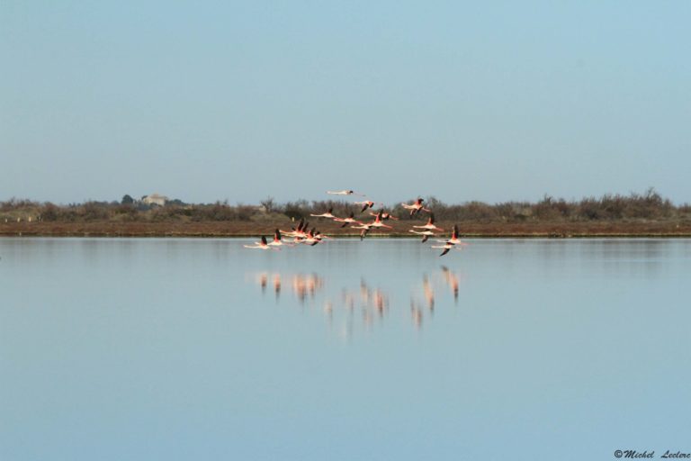 Photography flight of flamingos, south of France