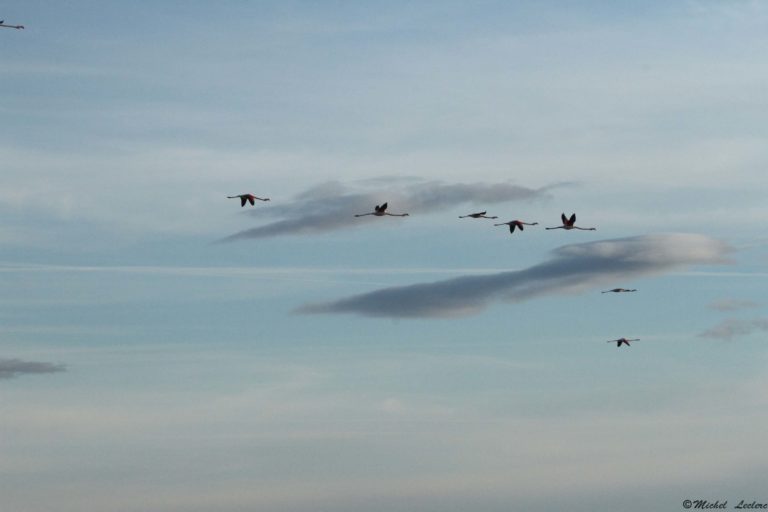 Photography flight of flamingos