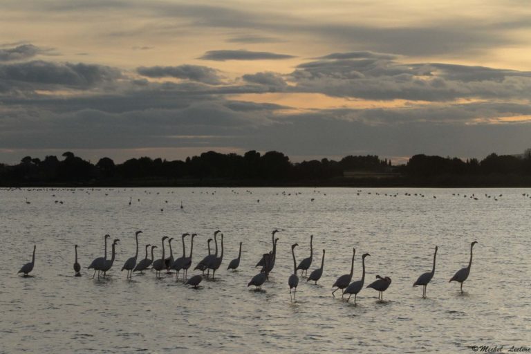 Photos flamingo courtship south of France
