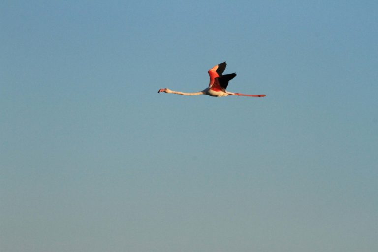 Photos flamingo south of France