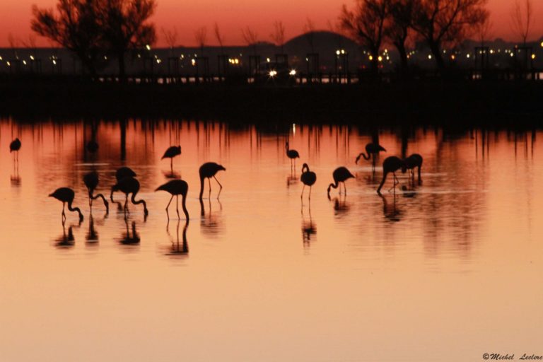 photography flamingos frontignan