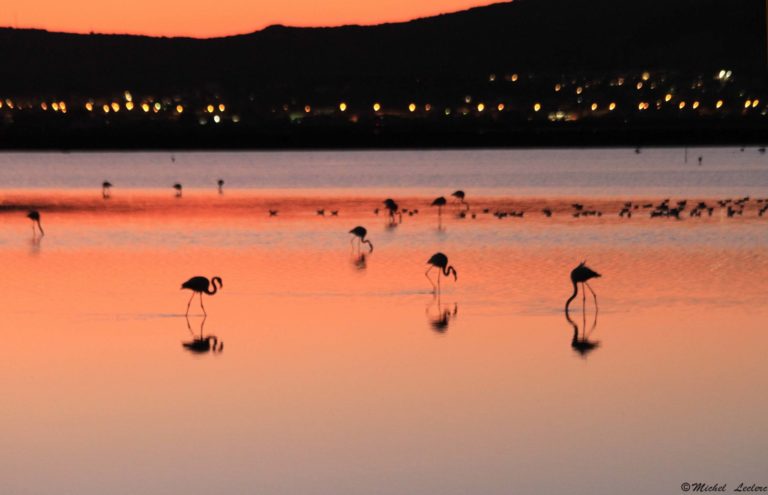 photography flamingos south of france
