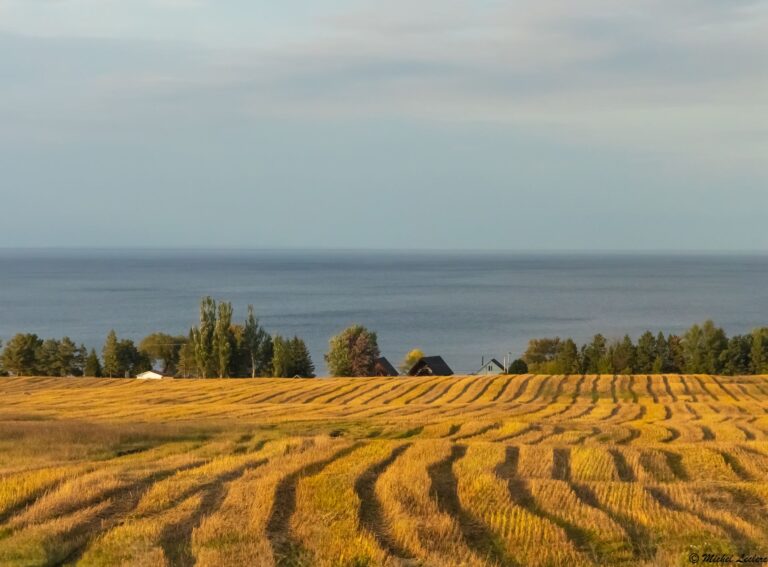 Photo of a field in the evening along saguenay in Quebec