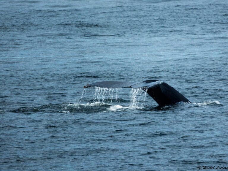 photo of de whale near Tadoussac in the river Saint Laurent