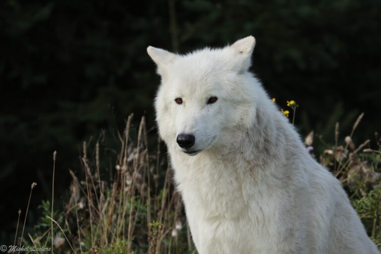 Photo of a white wolf in Saint Felicien Park