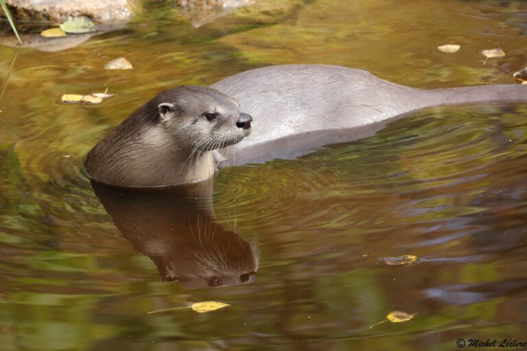 Photo of otter in Saint-Felicien Park