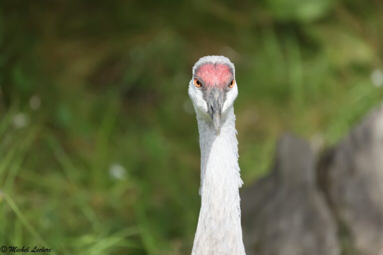 Photo of japanese crane in Saint-felicien park